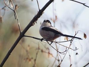 『木曽川水園で出会った野鳥達』 - 自然風の自然風だより