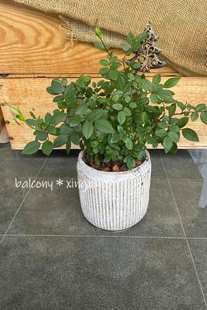 ギリギリで安くなるクリスマス雑貨♪ - balcony＊xingxing＊