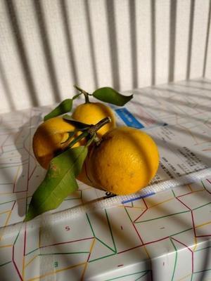 柚子湯 - だるまさんが転んだ♪