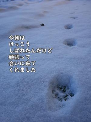 寒い朝に甘えたさん - 手ぬぐいとかめら