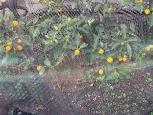 金柑 - environ通信