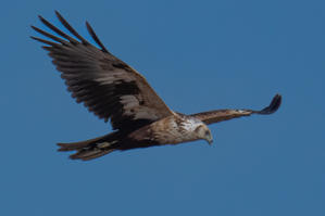 野鳥などの撮影記録