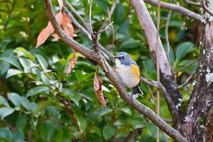 鳥と共に日々是好日⑤
