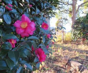 山茶花（サザンカ）