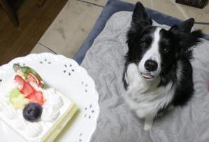 ボーダーコリー ジャックぷ～とティナっちとアレックス♪