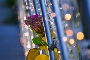 今日もカメラを手に･･･♪　part3