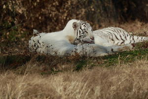 今日は主に白虎と獅子で
