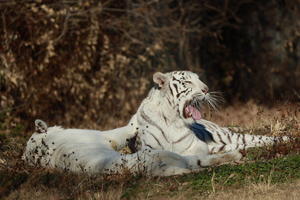 今日は主に白虎と獅子で