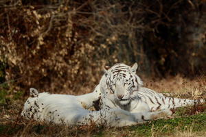 今日は主に白虎と獅子で