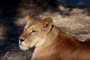 今日は主に白虎と獅子で