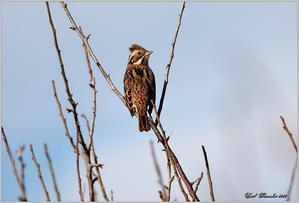 カシラダカ　も居た - 野鳥の素顔　＜野鳥と日々の出来事＞