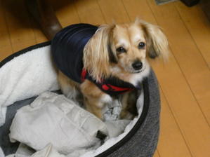 12月24日「夕刊」　’苦しみマス・イブ’　かな？