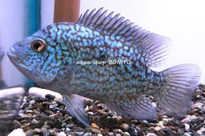 ヘリクティス カーピンテ エスコンディード テキサスシクリッド 