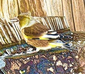 タックの庭仕事 ── 黄昏人生残日録 ──