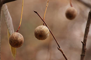 可愛らしいクリスマス飾り