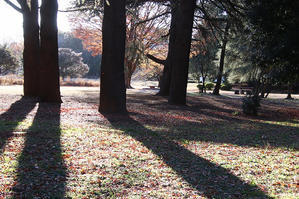 可愛らしいクリスマス飾り