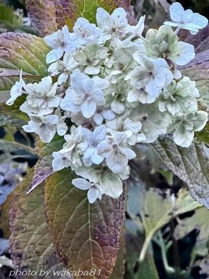 ポツンと咲く花々・・（尾崎将司氏逝去７８才）