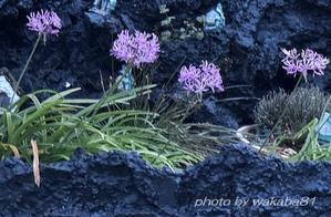 ポツンと咲く花々・・（尾崎将司氏逝去７８才）