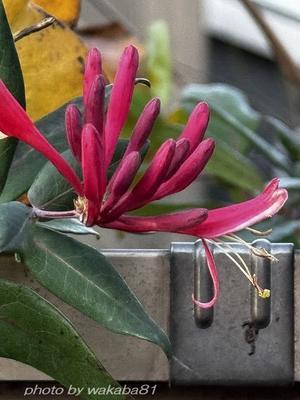 ポツンと咲く花々・・（尾崎将司氏逝去７８才）