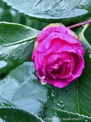 ポツンと咲く花々・・（尾崎将司氏逝去７８才）