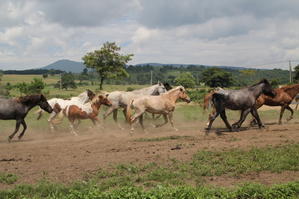 八甲田牧場 - 気まぐれカメラ散歩