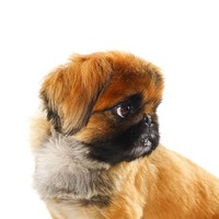 犬カフェここはな 奈良町official