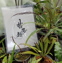 コケシノブ科植物栽培総括 コケシノブログ 苔忍録