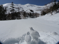 ツブ貝事件の顛末 長いです あかねずみの月山だより