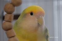 鳥撮り散歩 鳥撮り散歩