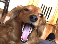 ディズニーチケットキャンセル拾い ガルルさんのcostcoガルル食堂