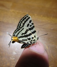 BUTTERFLY BRINGS BETTER LIFE BUTTERFLY BRINGS BETTER LIFE