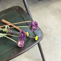 クレマチス 白馬 さにべるスタッフblog Sunny Day S Garden