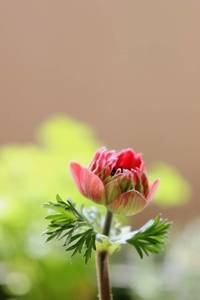 花暮らしの記