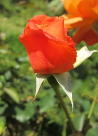 鶏が三度鳴くまで』 1990 田中 忠雄（1903～95） : ♪♪ミヤコの