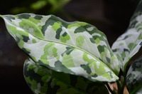 Aglaonema Pictum 氷柱錦 丙 : 四六時中 Aglaonema Pictum 氷柱錦 丙 : 四六時中
