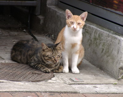 深作農園ネコ Cats At The Street 深作農園ネコ Cats At The Street