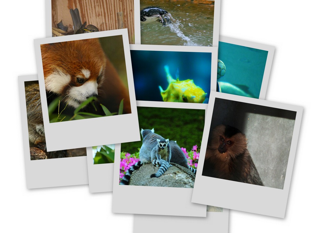 クロザルのおしり Zoo Zoo Sea クロザルのおしり Zoo Zoo Sea