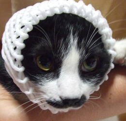 ゆきちのイボ痔疑惑 ねこつぐらでひとりごと