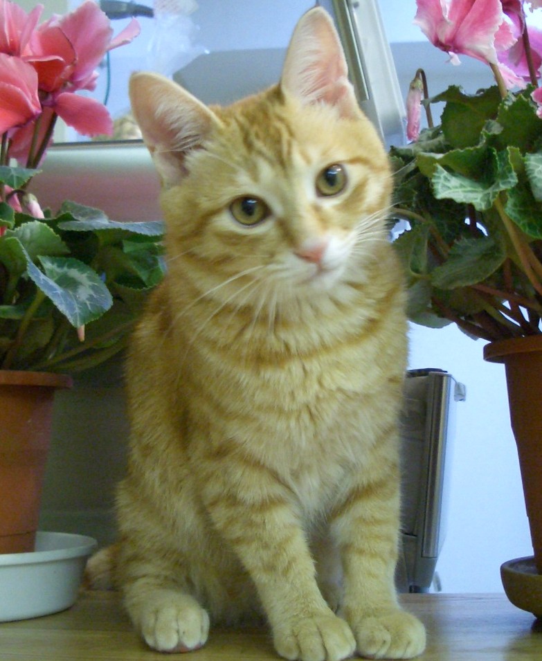 耳に赤い斑点 てつ猫日記 耳に赤い斑点 てつ猫日記