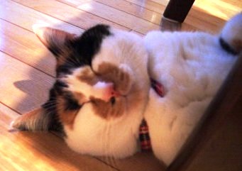 フジ子 ヘミングさんの 迷い猫 猫まみれ日記 Part フジ子 ヘミングさんの 迷い猫 猫まみれ日記 Part