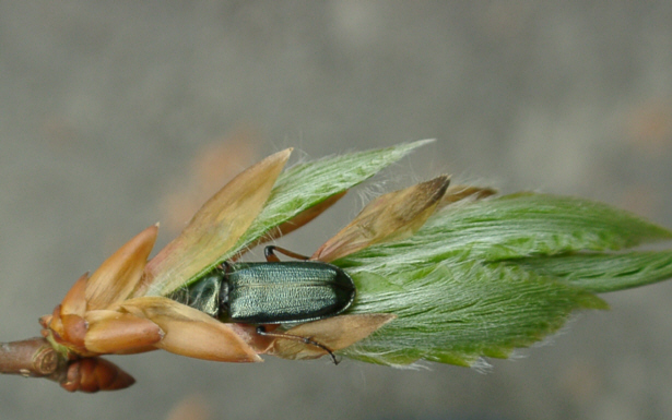 ミヤマツヤハダクワガタ　♂20.8〜20.9㎜ペア　標本 ミヤマツヤハダクワガタ ♂20.8〜20.9㎜ペア 標本