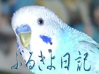 おさかなすきやね と まごはやさしい ぶるきよ日記 おさかなすきやね と まごはやさしい ぶるきよ日記