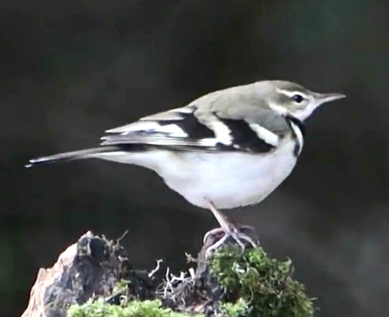 聞きなしの謎 ホトトギス編 ｐａｒｔ 野鳥メモランダム