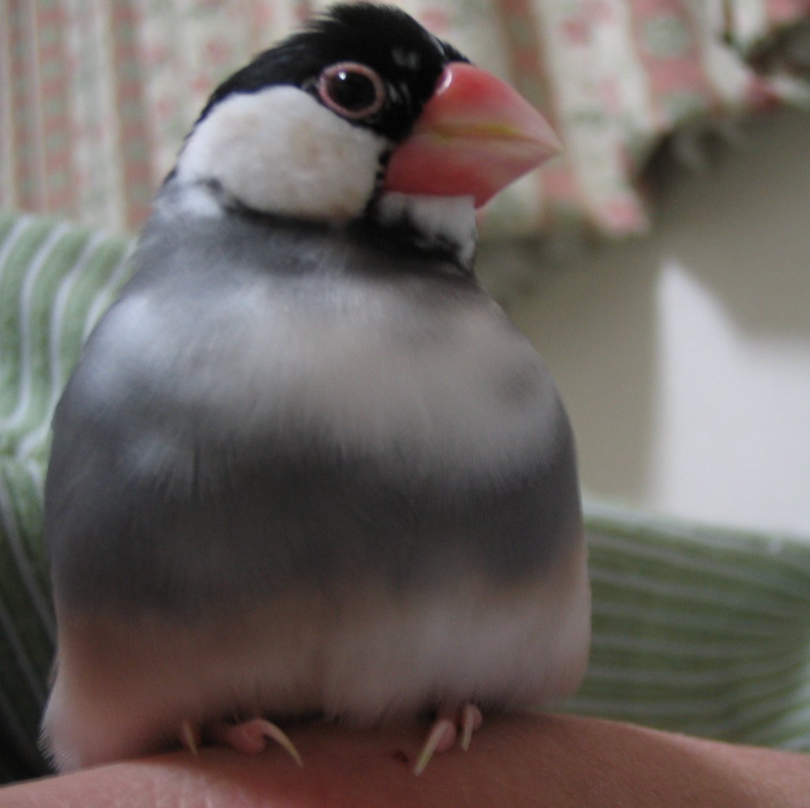 羽衣文鳥のんです きゅーちゃん きゅっ 羽衣文鳥のんです きゅーちゃん きゅっ