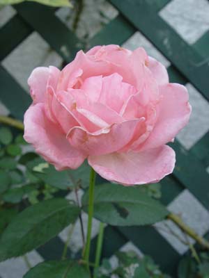 梶みゆきさんの河口湖のお宅へ Makikoの花 野菜日記 ２