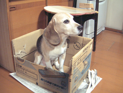 Best 09 箱犬日記 Best 09 箱犬日記