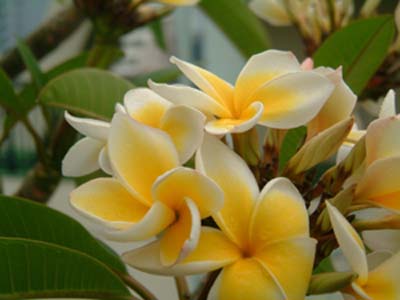 プルメリアの水苔挿し Plumeria Blogプルメリアブログ Y S Scape Annex