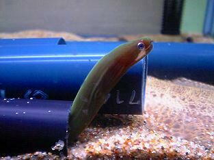 レオパードウツボ 底物の部屋 釣り 魚ネタ館 レオパードウツボ 底物の部屋 釣り 魚ネタ館