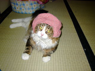 猫とユリの花 メインクーンと気まぐれ何でもあり日記 猫とユリの花 メインクーンと気まぐれ何でもあり日記