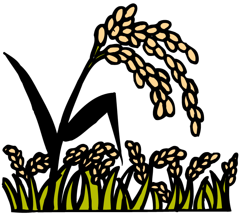 赤米のほうが収穫量は少ない 古代米を作ろう